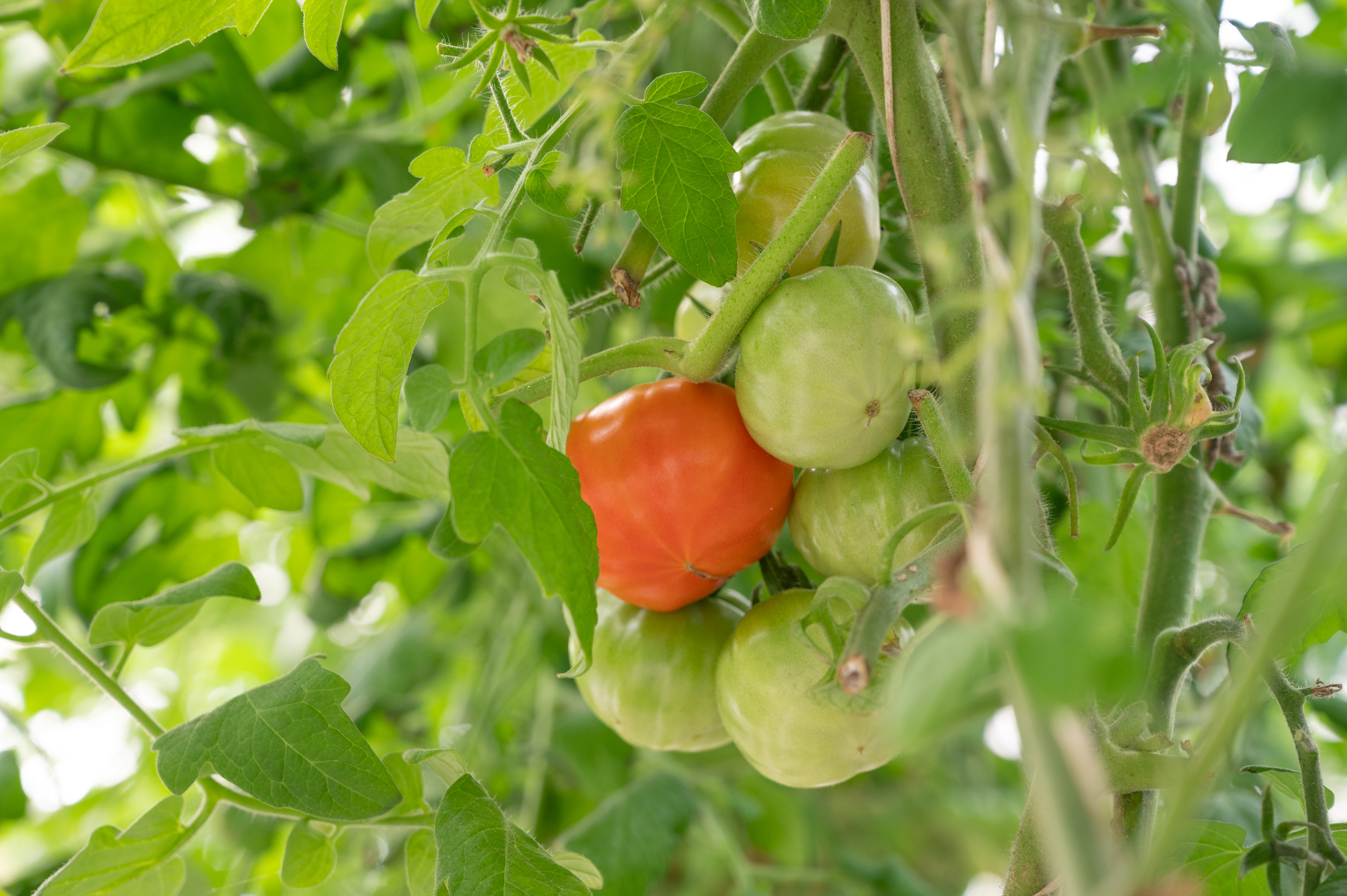 Smart farming and AI systems on campus