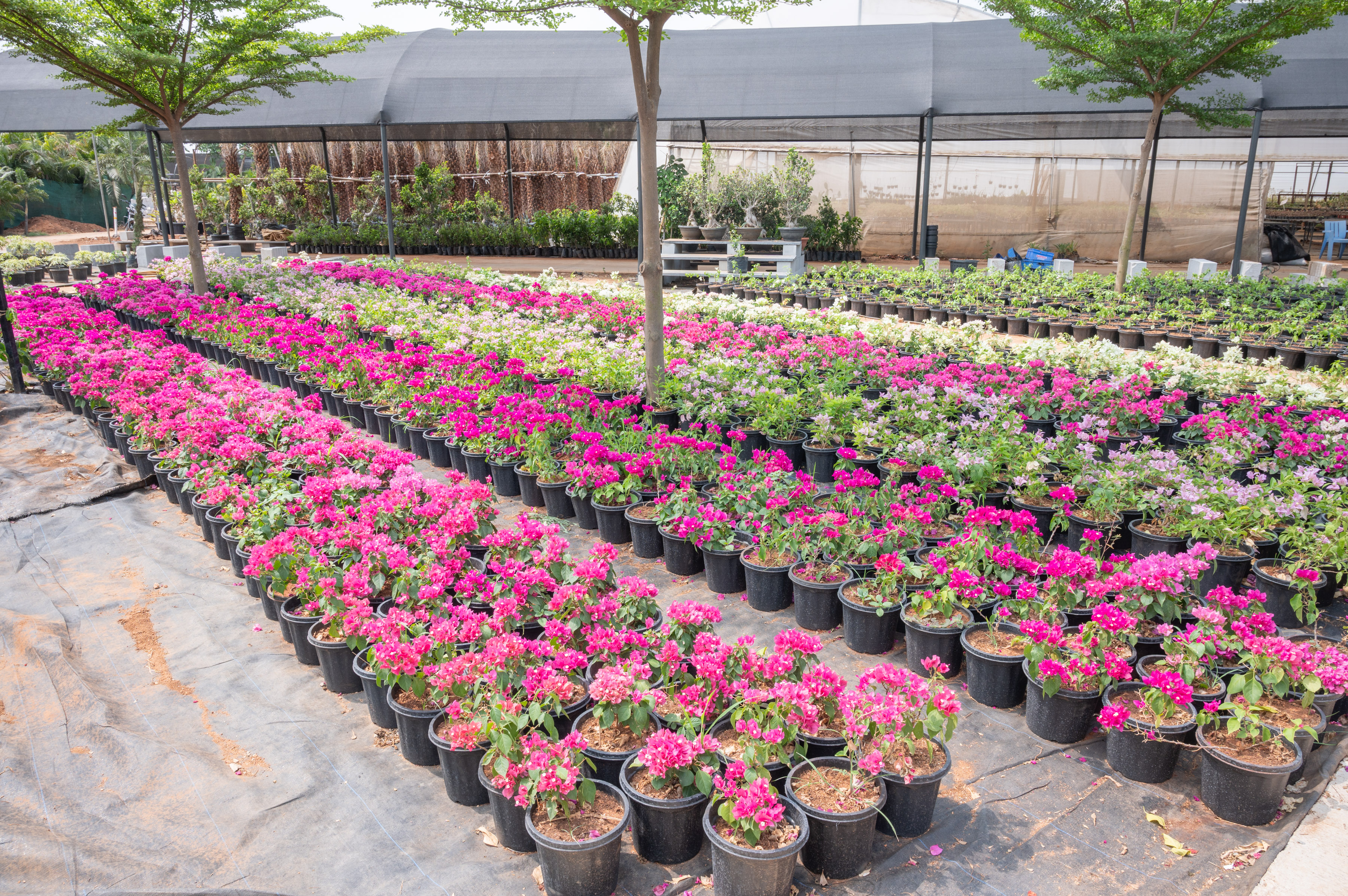 Nursery